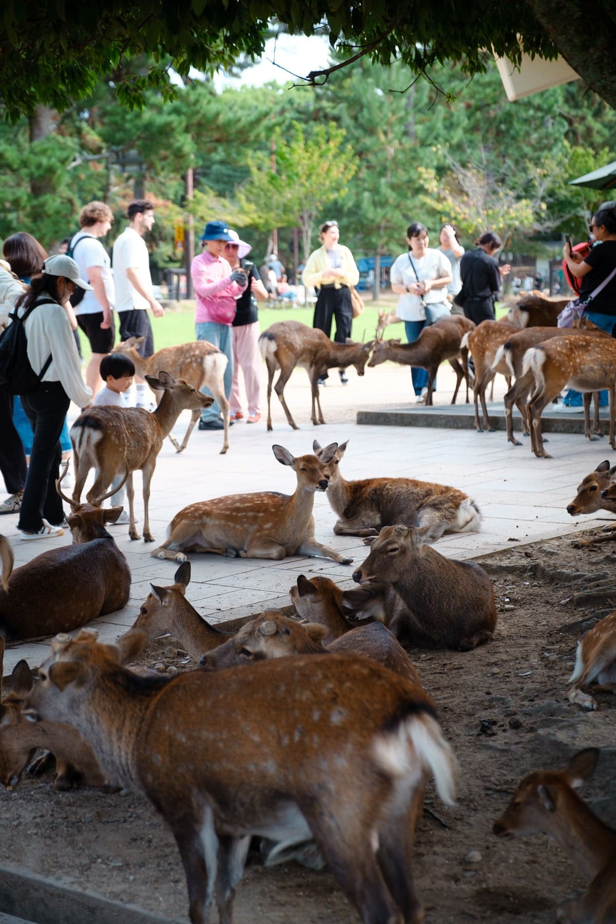 Showa Kinen Park Japanese Garden
