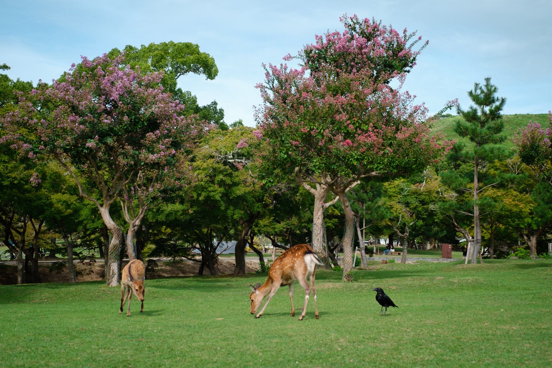 Showa Kinen Park Japanese Garden