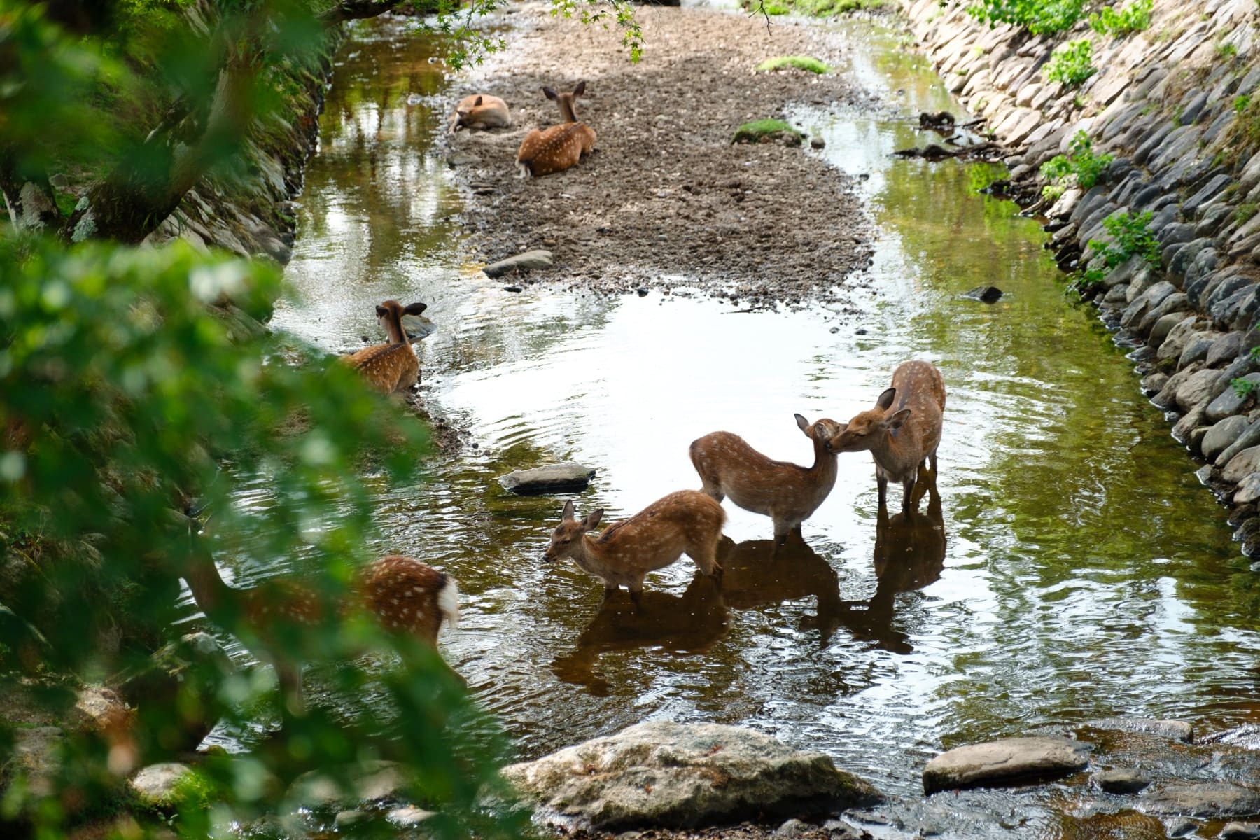 Showa Kinen Park Japanese Garden